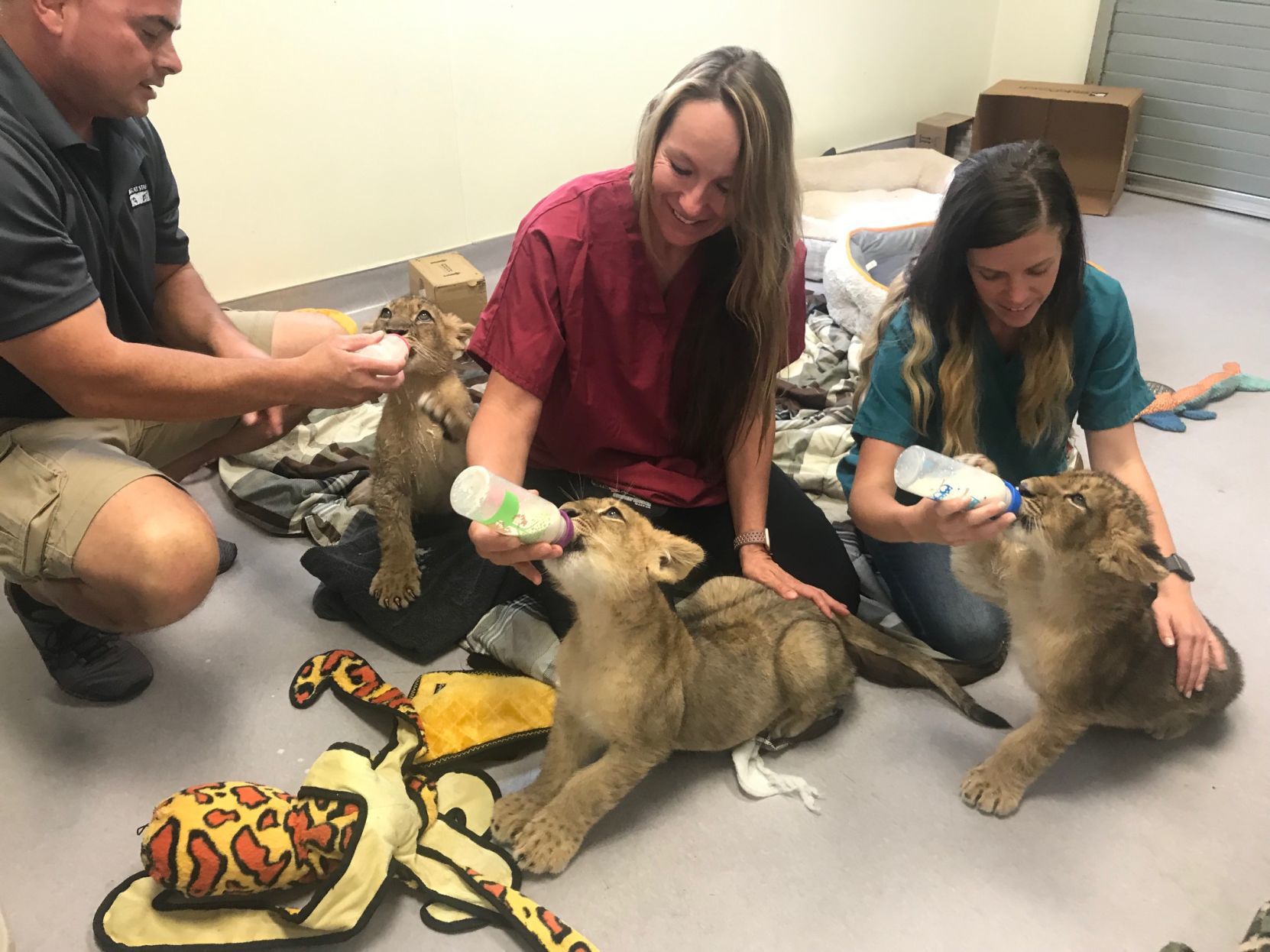 Discovery Kingdom lion cubs